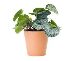 PLANTA CON MACETA PLASTICA 18CM - LIGUEN ILUMINACION