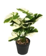 PLANTA CON MACETA 30CM - LIGUEN ILUMINACION